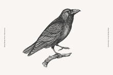 Black Raven. Forest Bird In Engraving Style. Element For The Design Of Postcards, Books. Vector Illustration On A Light Isolated Background.