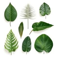 Wall Mural - Tropical leafs collection, green leaves