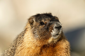 Wall Mural - Yellow-bellied marmot (Marmota flaviventris) in the Snowy Range; Wyoming