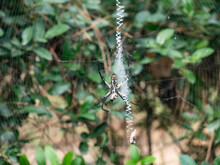 A View Of The Underside Of A Black And Yellow Garden Spider Eating Its Prey