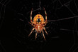 © C - a Hentz Orb-weaver at night clinging to its web, scientific name Neoscona crucifera