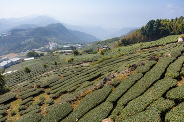 Sticker - Rows of growing tea tree for tea plantation