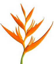 Orange Flower Isolated On White