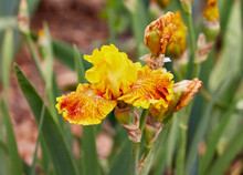 Close Up Of A Calizona Gold Iris Flower And Buds