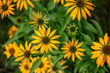 Macro abstract view of beautiful yellow coneflowers (echinacea) in bloom, with defocused background