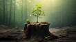 canvas print picture - Young tree emerging from old tree stump