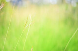 Fototapeta Łazienka - green grass background