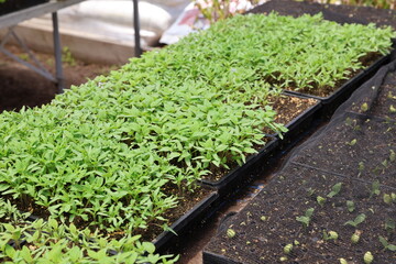 Canvas Print - greenhouse seedlings