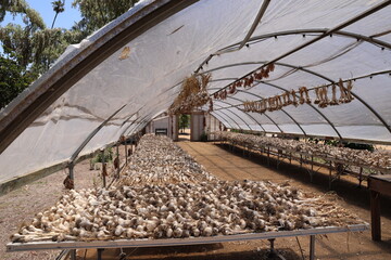 Canvas Print - garlic in greenhouse