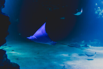 fish and marine animals from the Nausicaa aquarium in Boulogne sur mer