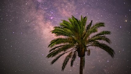 Poster - timelapse shot of night movement of stars on a background of a palm tree at night time.