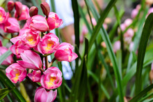 Cluster Of Pink Color Cymbidium Orchids Blooming On Its Tree.