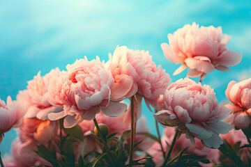 Poster - Abstract Pink Peonies with Cyan Background.