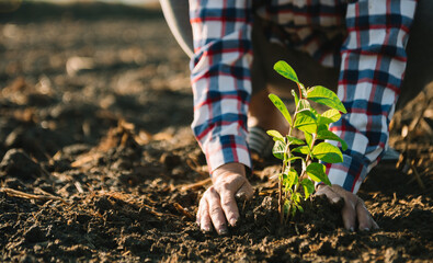 Hands holding and caring a green young plant. Care about environment. in sun light..