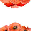 © Elena - Watercolor square frame composition with hand drawn summer bright red poppy flowers. Isolated on white background. Design for invitations, wedding, love or greeting cards, paper, print, textile