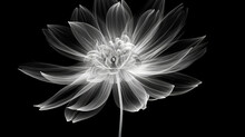 Monochrome X-ray Image Of A Ethereal Flower On Black. Fantasy Mystical Blossom. Generative AI