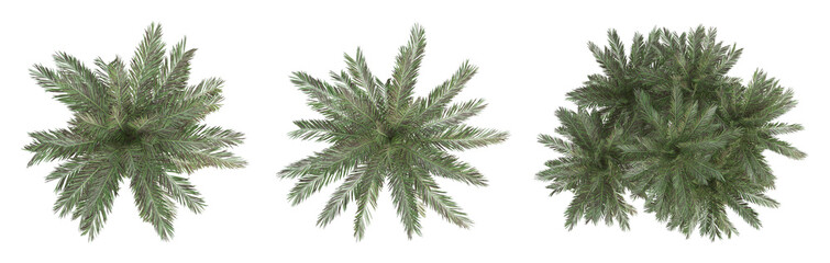 Wall Mural - Palm trees on top view isolated on transparent background, 3d render illustration.