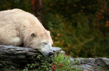 white polar bear sleeping on a rock
