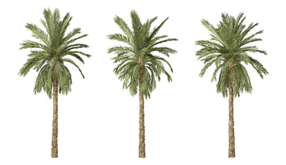 Phoenix dactylifera palm tree on transparent background, tropical plant, 3d render illustration.