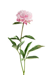 Wall Mural - Pink peony flower isolated on white background