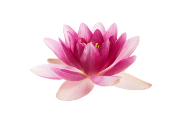 Wall Mural - Lotus or water lily flower isolated on white background
