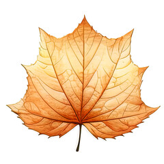 leaves isolated on white background, Vector, Generative AI