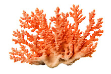 Staghorn Montipora Coral, On Transparent Background (PNG). Generative AI.