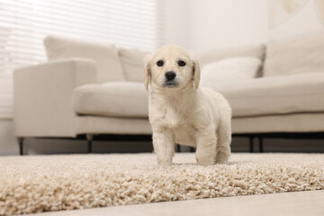 Sticker - Cute little puppy on beige carpet at home