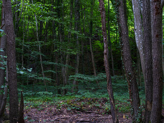 Wall Mural - green forest in spring time