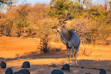 Impressive Nyala Male Tragelaphus Angasii Standing And Posing