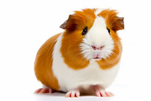 Brown And White Guinea Pig Sitting On Top Of White Floor Next To White Wall. Generative AI.