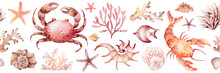 Marine Seamless Border Of Underwater Marine Animals And Plants Octopus, Seahorses, Crabs, Starfish, Jellyfish. Marine Inhabitants Of The Underwater World. Sea Border Isolated On White Background