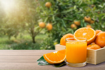 Wall Mural - Fresh orange juice and orange fruit on wood table with orange tree in garden background.