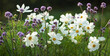 onętek, kwiaty kosmos i werbena patagońska w wiejskim ogrodzie, łąka kwietna