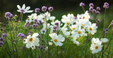 Fototapeta Kwiaty - onętek, kwiaty kosmos i werbena patagońska w wiejskim ogrodzie, łąka kwietna