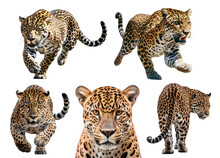 Jaguar Running, Many Angles And View Portrait Side Back Head Shot Isolated On Transparent Background Cutout, PNG File