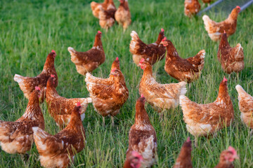 Wall Mural - happy free range chicken in the meadow