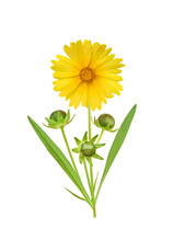 Flowering Coreopsis (common Named Calliopsis Or Tickseed) With Buds And Leaves Isolated On White Background. Beautiful Perennials For Garden.      