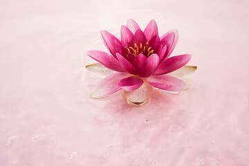 Wall Mural - A beautiful pink waterlily or lotus flower in pink water. Spa and cosmetic concept background