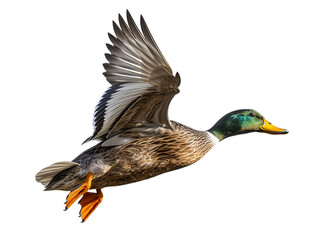 duck mallard duck isolated on clear background