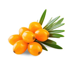 Wall Mural - Branch of seabuckthorn with leaves isolated on transparent background