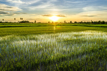 Beautiful Rice Field Growing In The Water With Sunset, Countryside Of Thailand