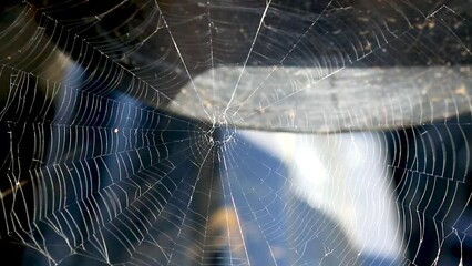 Spider Web in a Sunlight