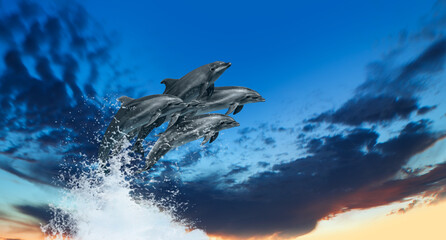 Poster - Group of dolphins jumping on the water - Beautiful seascape and blue sky