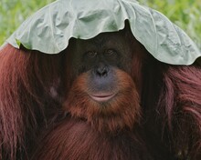 Close Up Borneo Orangutan 