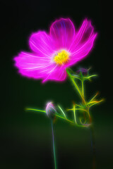 Wall Mural - a dreamy look for a flower in our garden here in windsor in upstate ny. neon glow with some soft foc