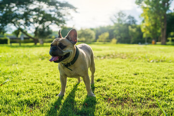 Wall Mural - Panting dog Cute french bulldog standing on grass field against blue sky background.at field.