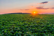Picturesque sunset over a green soybean field