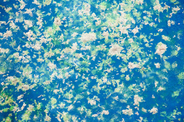 Floating algae on the surface of the sea.