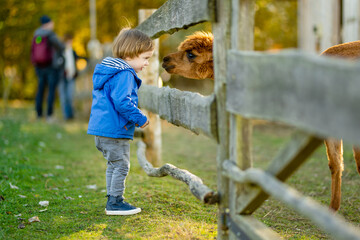 Cute toddler boy looking at an alpaca at a farm zoo on autumn day. Children feeding a llama on an animal farm. Kids at a petting zoo at fall.